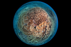 Pocillipora coral and Acropora reef system. 8mm fisheye view.