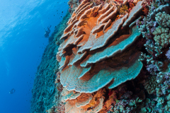 Healthy reef system with a variety of corals.
