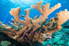 Acropora branching coral is the dominant coral in scene with soldierfish (Myripristis sp) using the coral as cover.