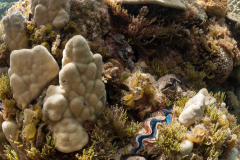 Massive Porites colony with some with dispursed Caulerpa algae and giant clams.   This coral only grows approx 1 cm per year.  This colony could be more than 100 years old.