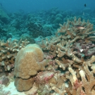 fore-reef-slope-with-coral_hagan
