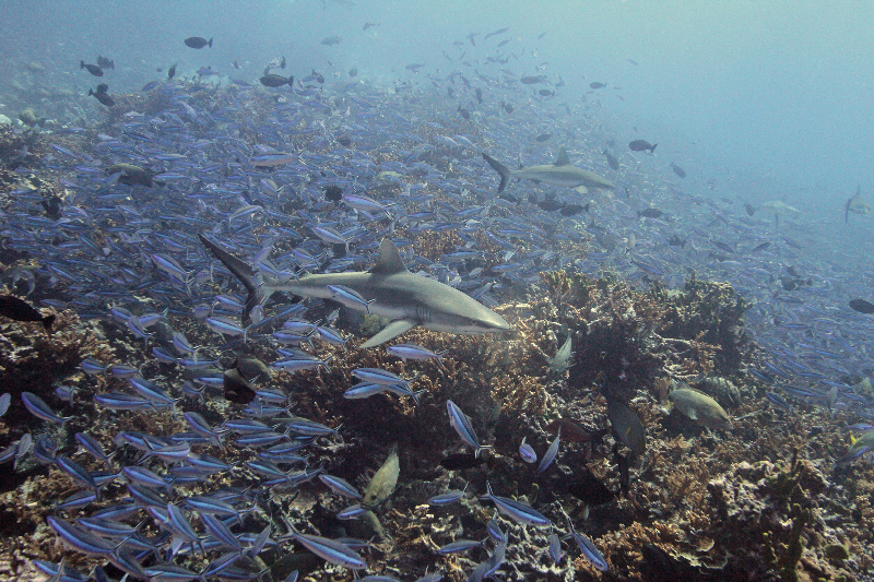 Grey Reef Sharks swim with a school of Bluestreak Fusiliers