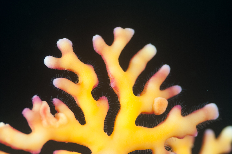 Close up shot of a lace coral.