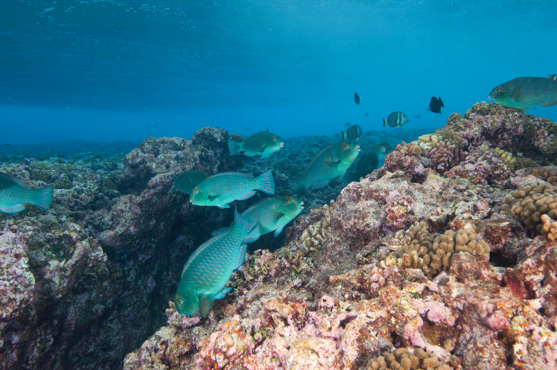 Violet-Lined Parrotfish grazing on the reef.