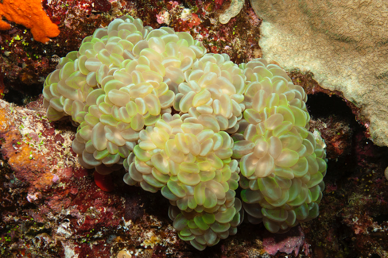 Bubble Coral.