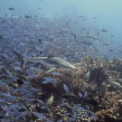 Grey Reef Sharks swim with a school of Bluestreak Fusiliers