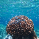 Pocillopora eydouxi coral with Blue-Green Chromis.