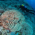 Scientific Diver Megan Cook swims around a healthy field of various types of corals.