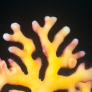 Close up shot of a lace coral.