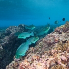 Violet-Lined Parrotfish grazing on the reef.