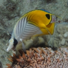 Threadfin Butterflyfish swimming over a Pineapple Sea Cucumber.