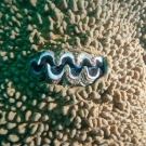 Boring Giant Clam