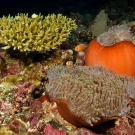 Pink Anemonefish swimming around a Magnificent Sea Anemone.