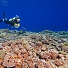 A scientific survey being conducted in Tonga.