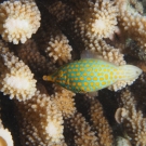 Longnose Filefish.