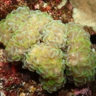 Bubble Coral.