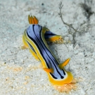 Streaked chromodoris.