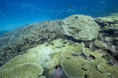 The corals turned bright cotton-colored shades of pink, blue, and yellow in the bleaching process in an effort to protect themselves from the sun’s harmful rays.