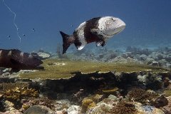 Blacksaddled Groupers aggregating on submerged bank near Three Brothers Island Group Chagos