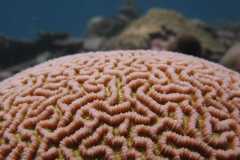 Chagos brain coral