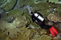 In 2015, scientists at the Khaled bin Sultan Living Oceans Foundation (KSLOF) came to the Chagos Archipelago to assess the status of the reefs. Over the course of two months at sea, an international team of scientists conducted thousands of surveys of the benthic and reef fish communities at over 100 locations across the archipelago.