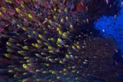 BIOT's Reefs teeming with life like these Golden sweeper Parapriacanthus ransonneti.