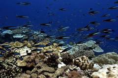 BIOT's reefs