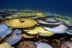 Bleaching table coral in the British Indian Ocean Territory.