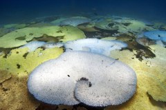 Corals in the process of bleaching in the Chagos Archipelago.
