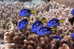 Adventures in Chagos