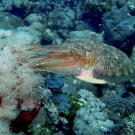 cuttlefish-3