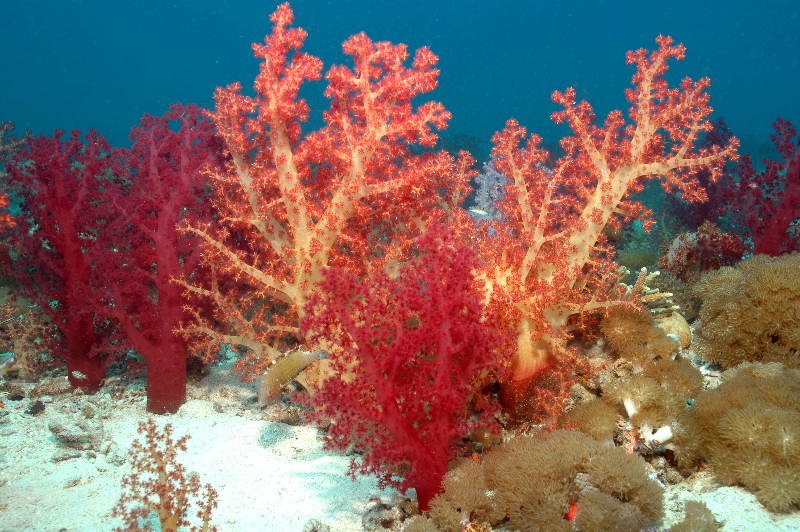 Red Sea Coral Reef Study via Living Oceans Foundation Sea Research DataLiving Oceans Foundation