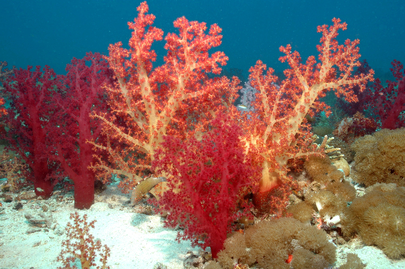 mister temperamentet Optage Grine Red Sea Coral Reef Biodiversity Study via Living Oceans Foundation Red Sea  Research DataLiving Oceans Foundation