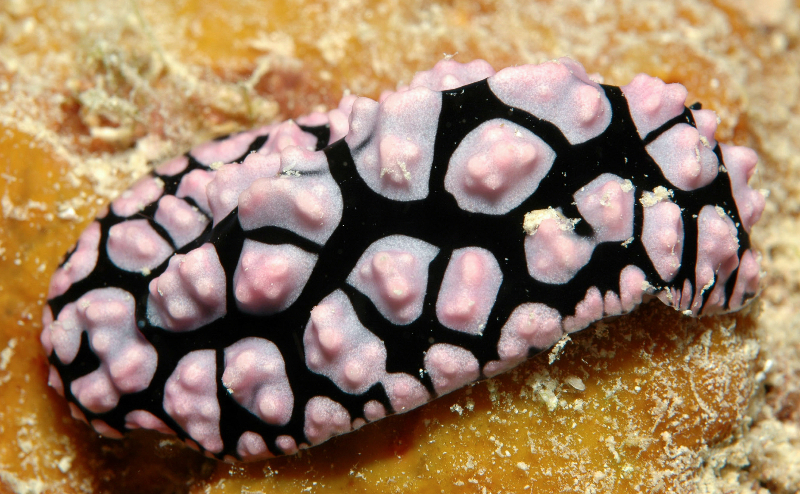 nudibranch-may-15-ah