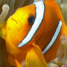 anenomefish-4-may-15-ah