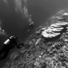 Filming a mass bleaching event in the Indian Ocean while on the Global Reef Expedition.