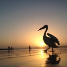 Fishermen prepare for a day of fishing, on the beach at dawn in Senegal.