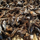 Dried fish awaiting processing.