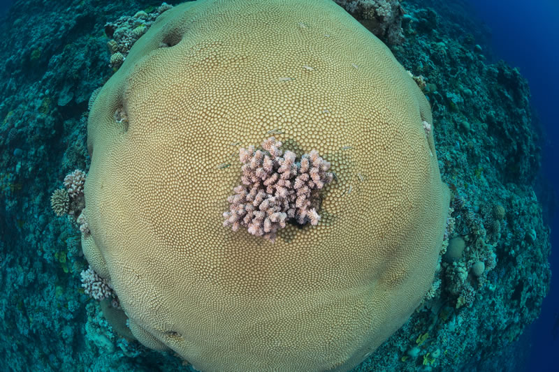 A colony of pink Acropora coral grows on top of a large  boulder coral (Diploastrea sp) on the Great Barrier Reef.