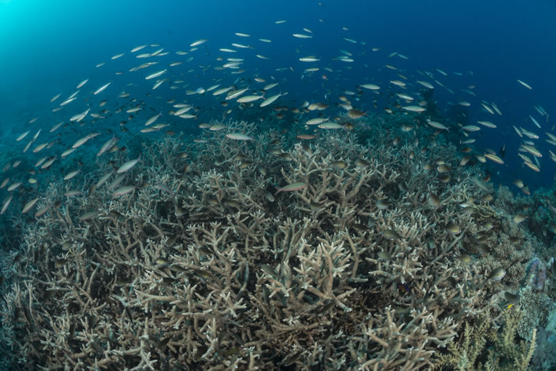 A school of reef basslets and fusiliers hover above a thicket of Acropora corals.