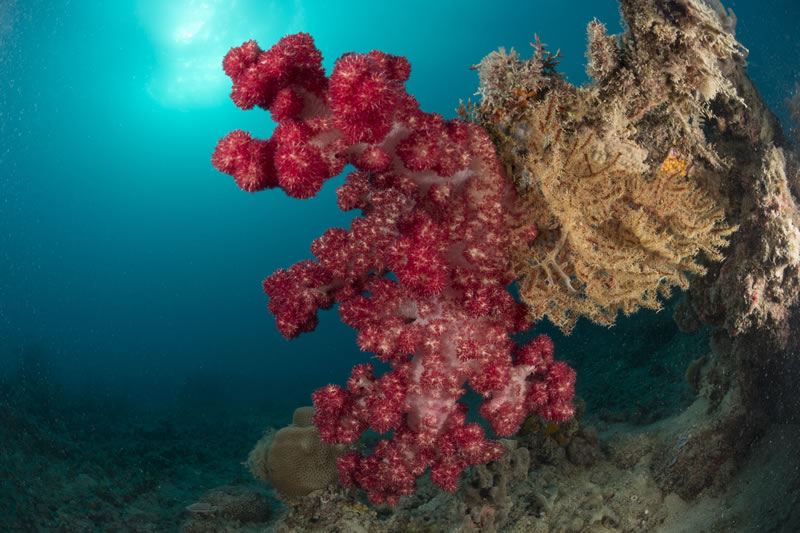 A vibrant red soft coral (Dendronephtya sp.) with polys exposed filtering plankton from the current.