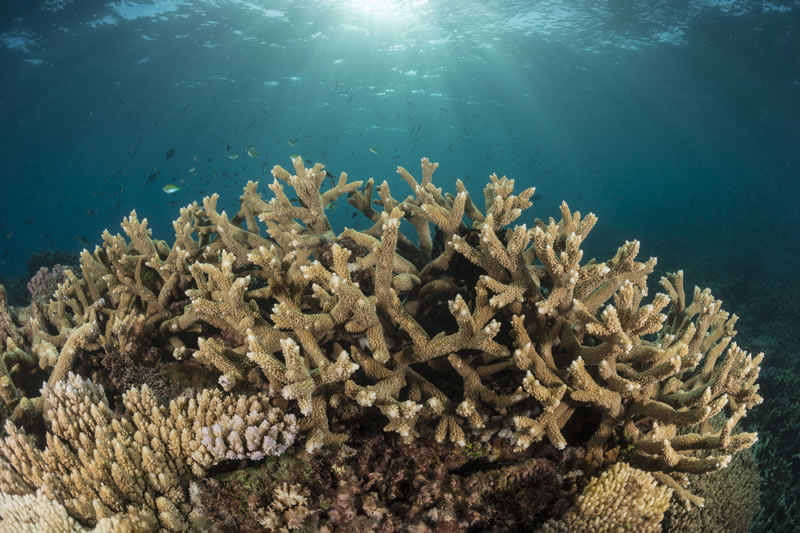 Healthy Acropora branching corals on the Great Barrier Reef.