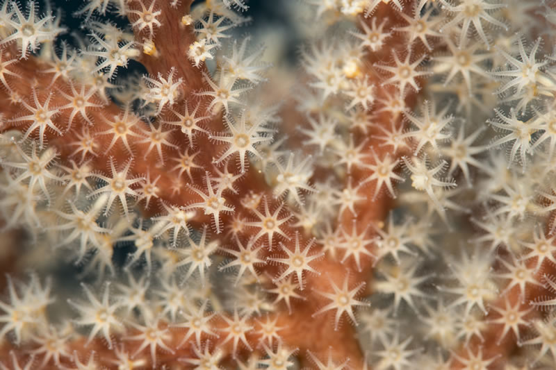 Individual polyps of a fan coral. These types of corals are called octo-corals which means that the polyps have each eight tentacles.
