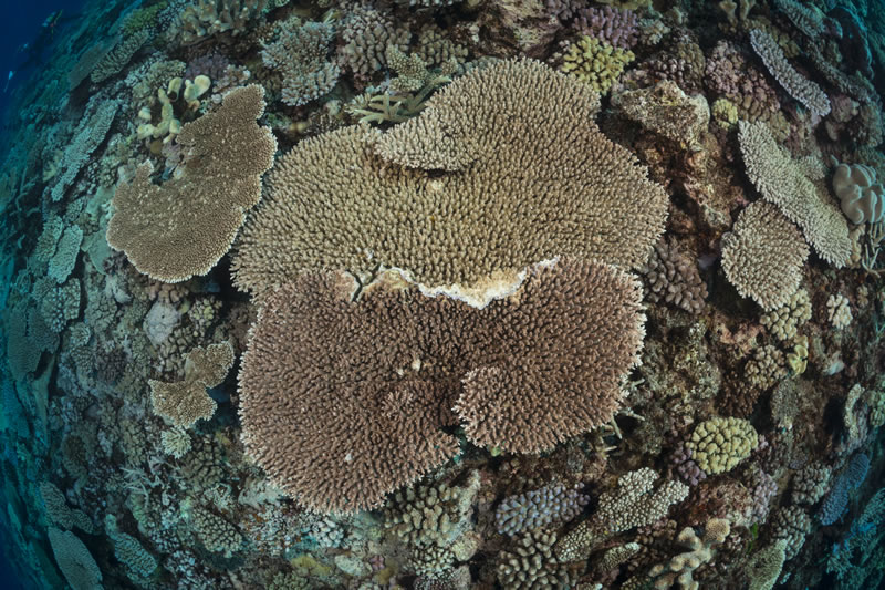 A large table coral on the outer edge of the Great Barrier Reef, the excellent visibility in this part of the reef may be one of the reasons for the high coral cover in this area. 