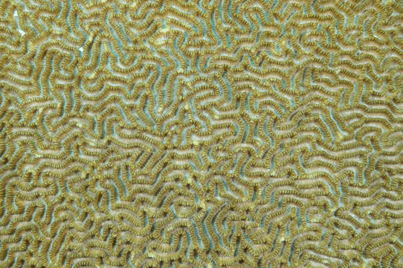 Meandering coral (Platygura sp.)