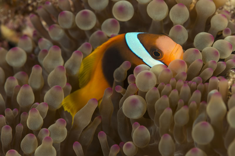 Red and black Anemonefish (Amphiprion melanopus) hide in an anemone.