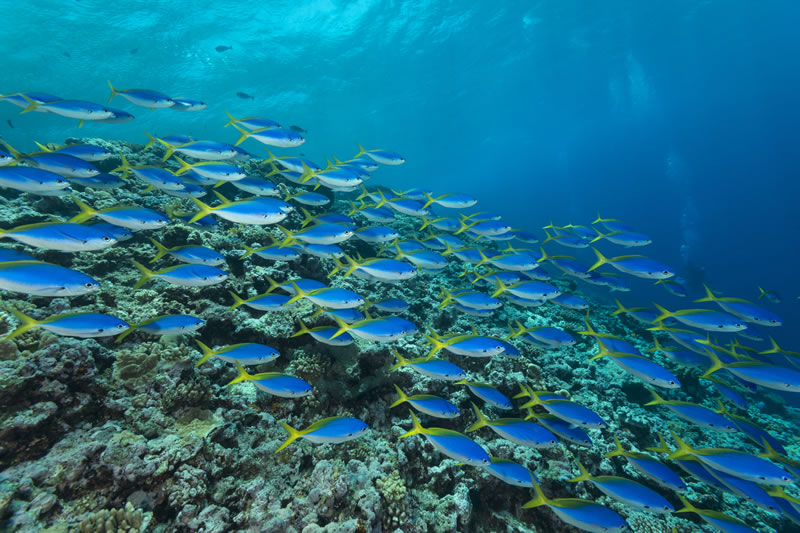 Schools of blue and yellow fusiliers (Caesio teres) roam the edge of the outer Great Barrier Reef feeding on passing plankton.