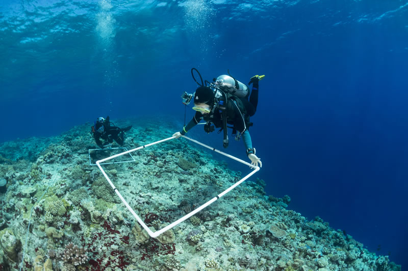 Kristin Stolberg (front) and Bar Ayalon (back),  surveying fish and coral species within their quadrat on the Great Barrier Reef. Quadrats are used in ecology to isolate a standard unit of area in order to study the distribution of species over a large area - in this case an entire reef.