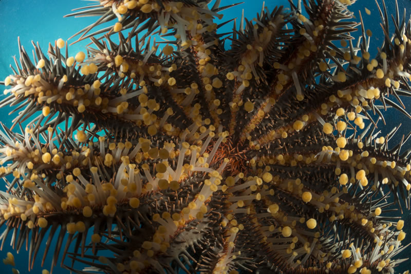 The underside of a crown of thorns starfish (Acanthaster planci). If corals had eyes, this would be last thing they would see if a crown of thorns sat on them about to digest them.