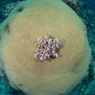 A colony of pink Acropora coral grows on top of a large  boulder coral (Diploastrea sp) on the Great Barrier Reef.